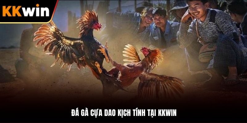 Đá gà cựa dao với những cuộc đối đầu kịch tính