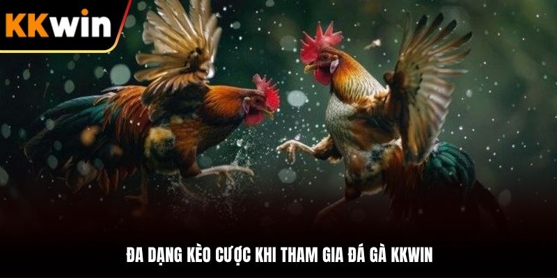 Tham gia cược chọi kê được chú trọng tại nhà cái