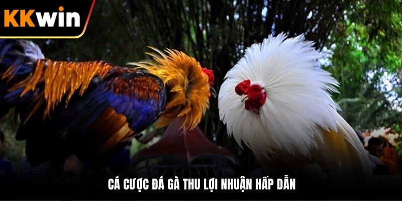 Cá cược đá gà thu lợi nhuận hấp dẫn