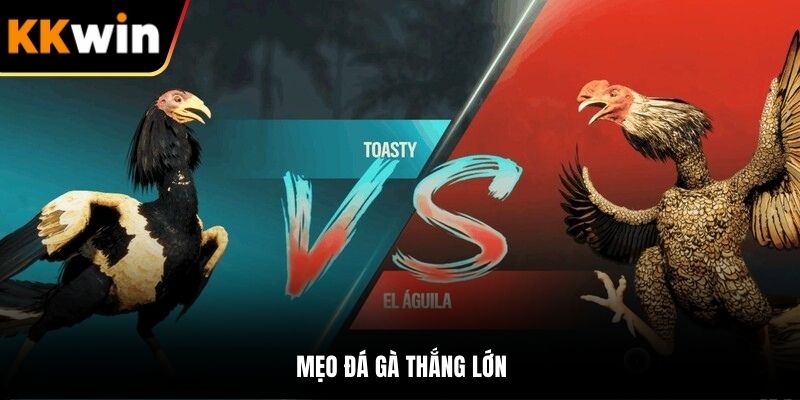 mẹo đá gà thắng lớn